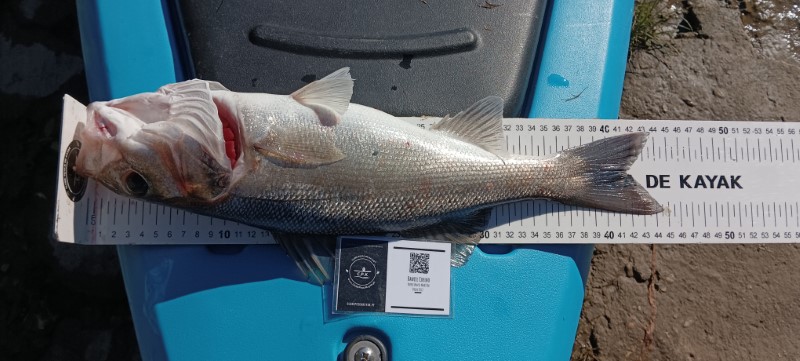 Fish Measure Picture
